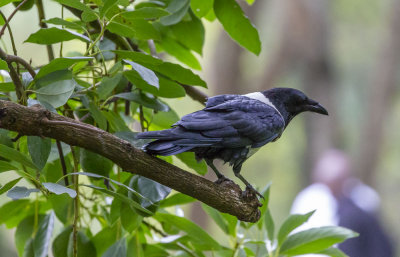 Birds of Tanzania