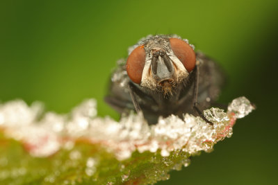 another little fly on a frozen leaf