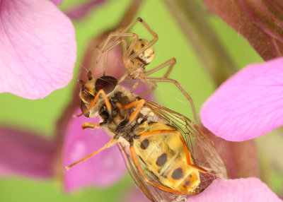 Spider on a hoverfly (Enoplognatha ovata)
