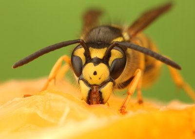 Wasp on an Orange