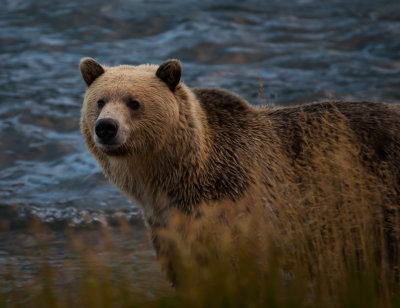 Grizzly