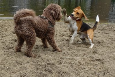 Day115_Dogs_Playing.jpg