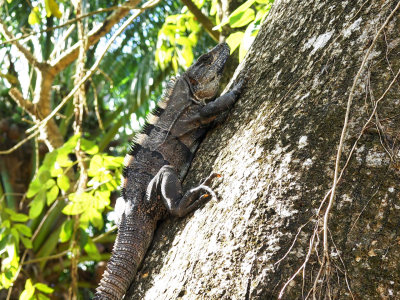 Yes, Iguanas climb trees in Cozumel (and elsewhere)