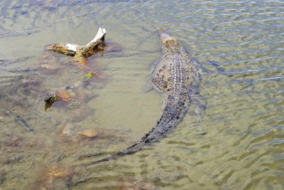 Crocodile in the salt marsh, Cozumel