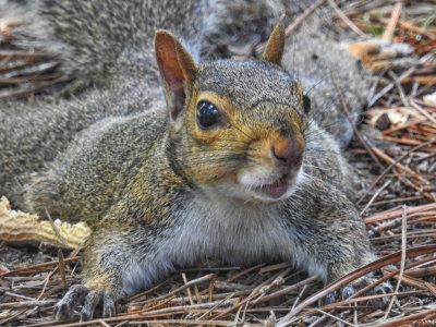 Squirrel Closeup