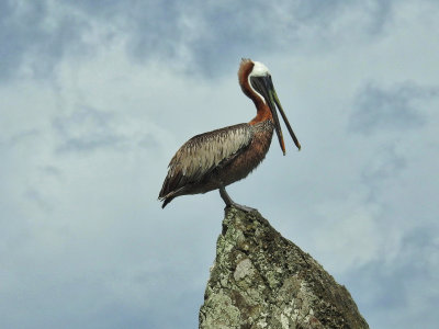Brown Pelican checking out Trunk Bay