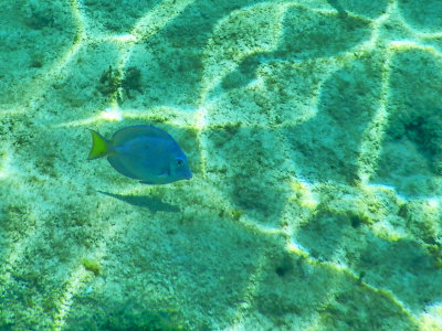 A Blue Tang swimming along with me in Snorkel Bay