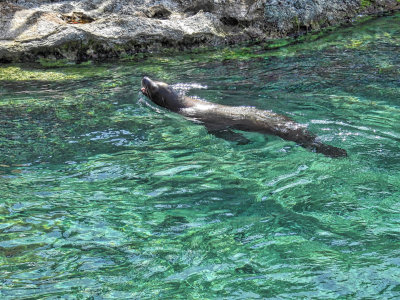 Blue Lagoon Sea Lion