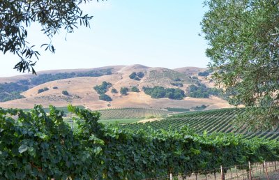 Wine Country Sanoma/Napa