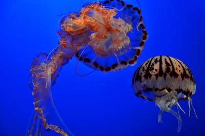 Monterey & The Aquarium