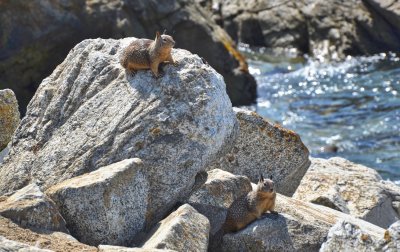 Ground Squirrels live amongst the rocks on the coast
