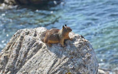 Ground Squirrel lookout