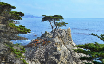 The Lone Cypress on 17-Mile Drive