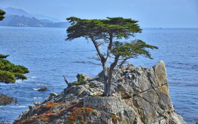 Close-up details of the Lone Cypress Tree