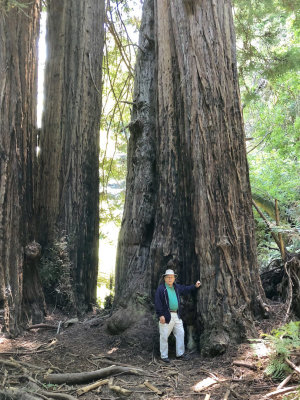 Muir Woods National Monument