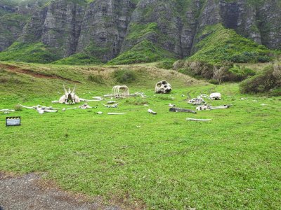 From the movie, Blood Island,  shot in the Kaaawa Valley at Kualoa Ranch