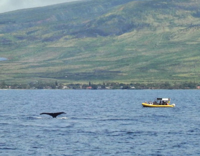 Whale watching off Lahaina, Maui