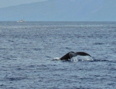 Whale watching off Lahaina, Maui