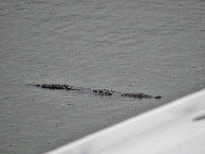 A large Gator crossing the bow of our ship as we enter the lock