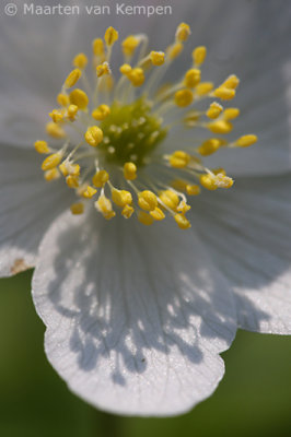 Wood anemone (Anemone nemorosa)