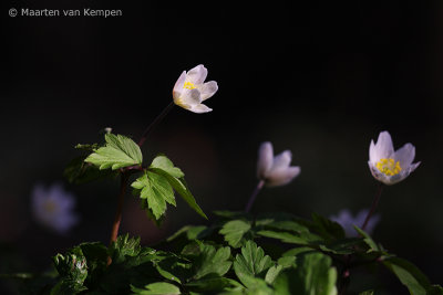 Wood anemone (Anemone nemorosa)