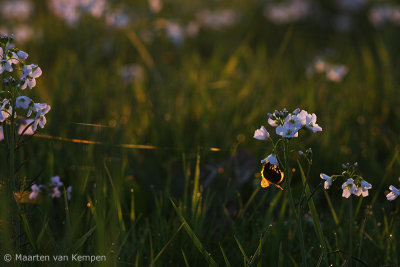 Bumblebee spec. <BR>(Bombus spec)