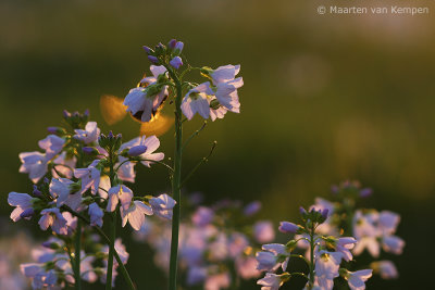 Bumblebee spec. (Bombus spec.)