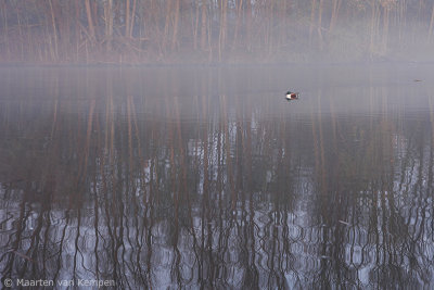 Northern shoveler (Anas clypeata)