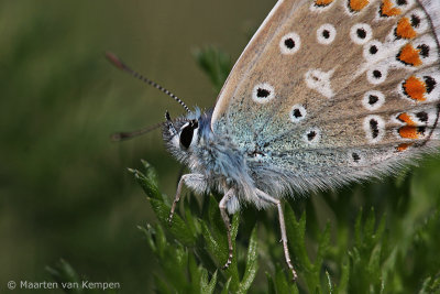 Common blue (Polymmatus icarus)