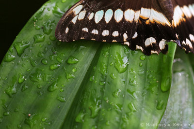 Graphium doson (No common name)