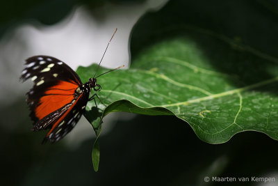 Tiger longwing butterfly (Heliconius hacale)