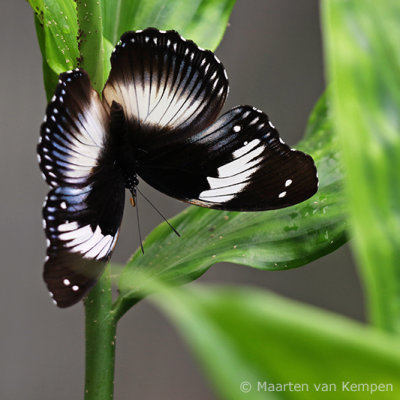 Blue Diadem (Hypolimnas salmacis)