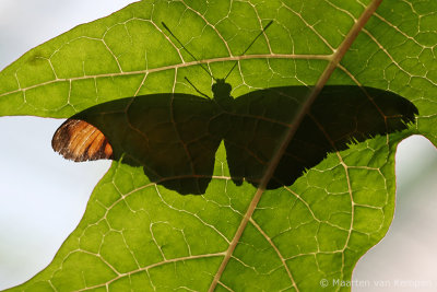Julia longwing butterfly (Dryas iulia)