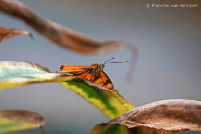 Julia longwing butterfly (Dryas iulia)