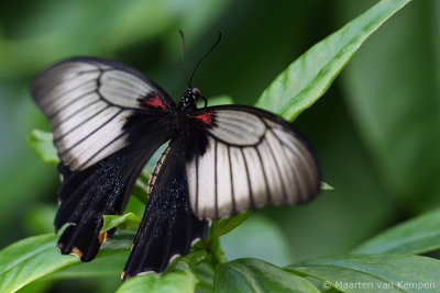 Great mormon (Papilio memnon agenor)