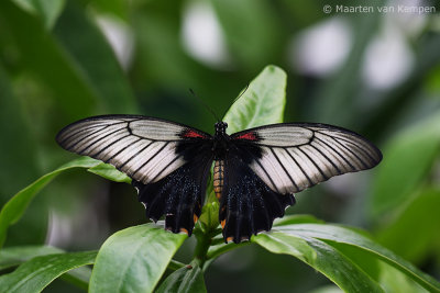 Great mormon (Papilio memnon agenor)