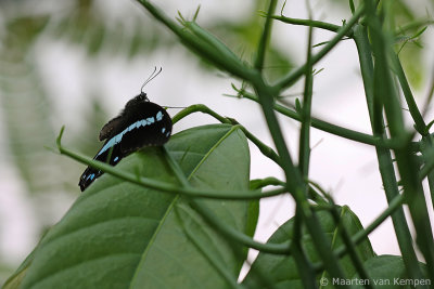 Green-banded swallowtail (Papilio nireus)