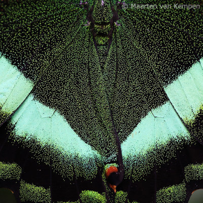 Emerald swallowtail (Papilio palinurus)