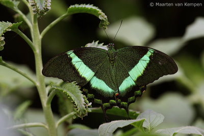 Emerald swallowtail (Papilio palinurus)