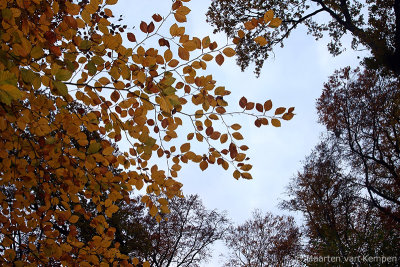 Autumn forest