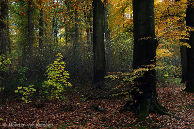 Autumn forest