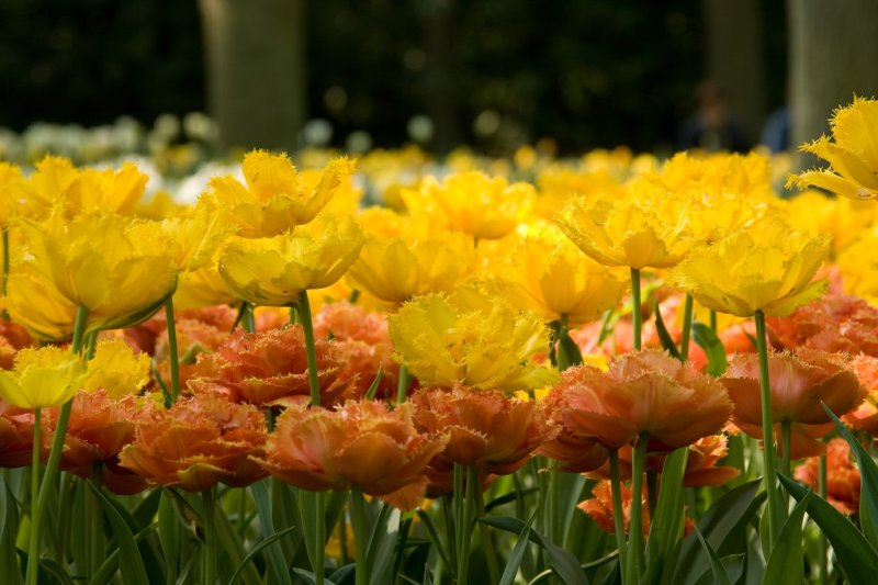 Keukenhof 2009