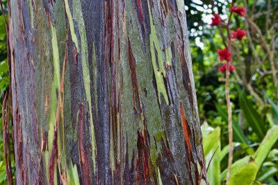 Rainbow eucalyptus.jpg