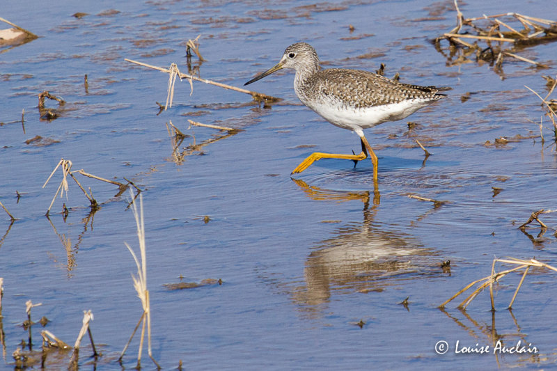 Grand chevalier - Greater Yellowlegs