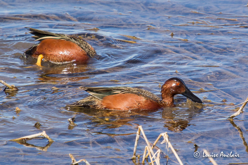 Sarcelle cannelle - Cinnamon Teal