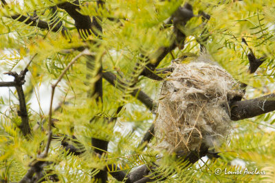 Chardonneret mineur - Lesser Goldfinch