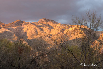_MG_2366.jpg