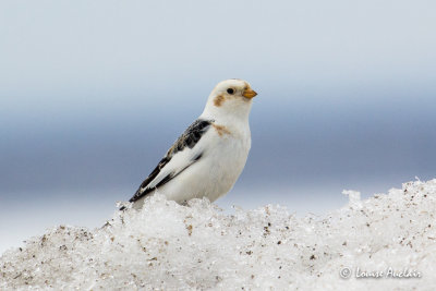 Plectophanes des neiges - Snow Bunting