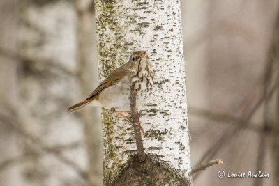 Grive solitaire - Hermit Thrush
