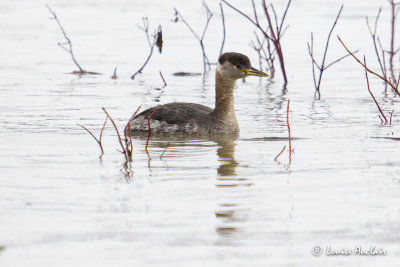 Grbe jougris - Red-necked Grebe